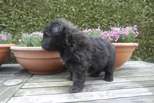 Of Flanders Best - bouvier des Flandres