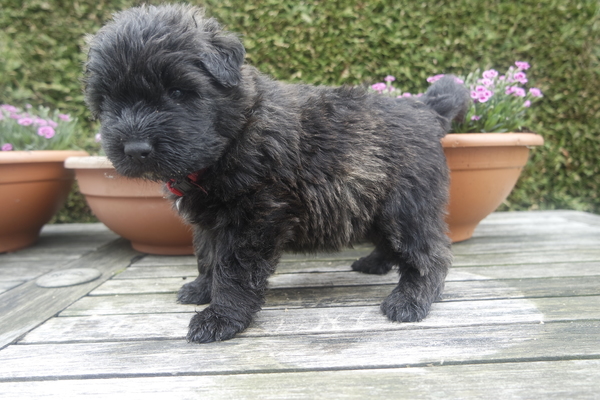 Of Flanders Best - bouvier des Flandres
