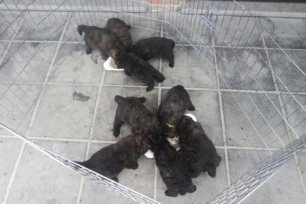 Of Flanders Best - bouvier des Flandres