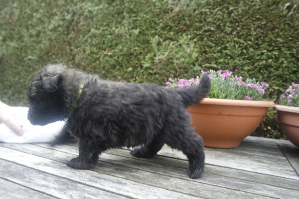 Of Flanders Best - bouvier des Flandres
