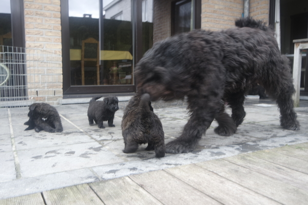 Of Flanders Best - bouvier des Flandres