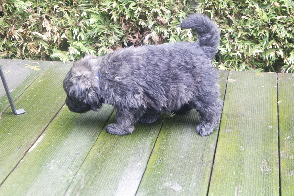 Of Flanders Best - bouvier des Flandres