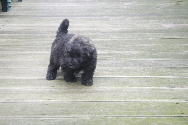 Of Flanders Best - bouvier des Flandres