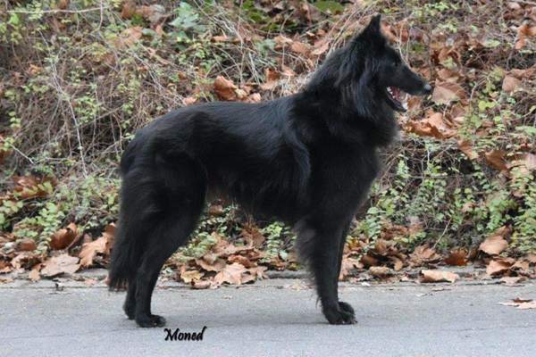 Pride of The North Groenendaeler kennel