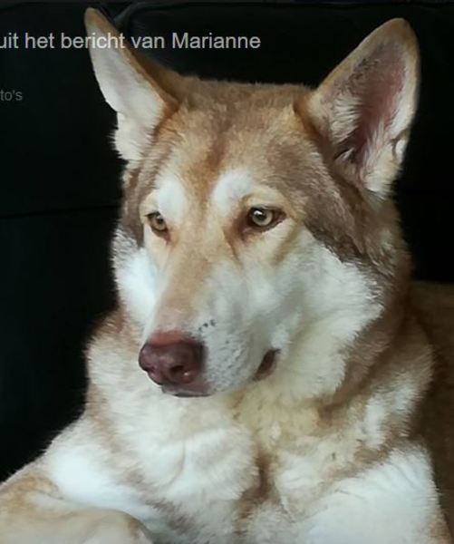 Kennel v.d. Zevenhuizerplas