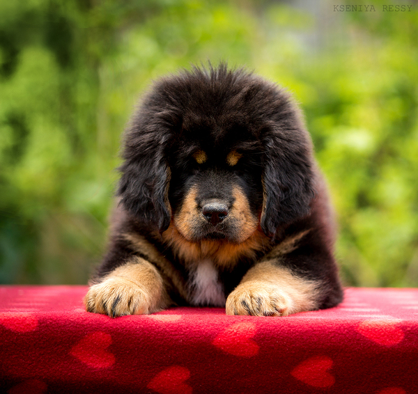 Prachtige Tibetaanse Mastiff (Do-Khyi) puppies