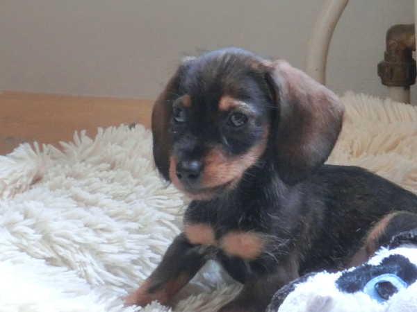 Dwergdashond, ruwhaar