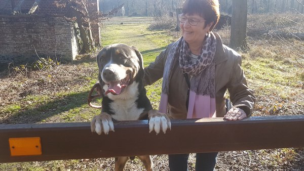 Grote Zwitserse Sennenhond