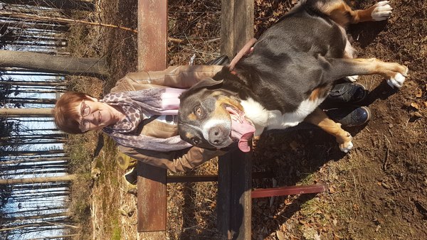 Grote Zwitserse Sennenhond