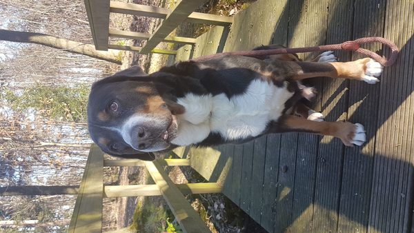 Grote Zwitserse Sennenhond