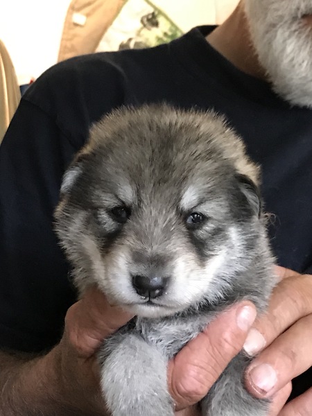 Kennel van de Kilstroom sinds 1934