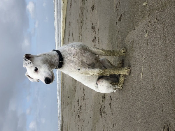 Parson Russell Terriër