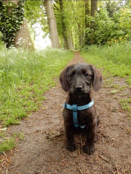 Opzoek naar mijn puppy's broers en zussen
