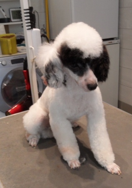 kennel van zon
