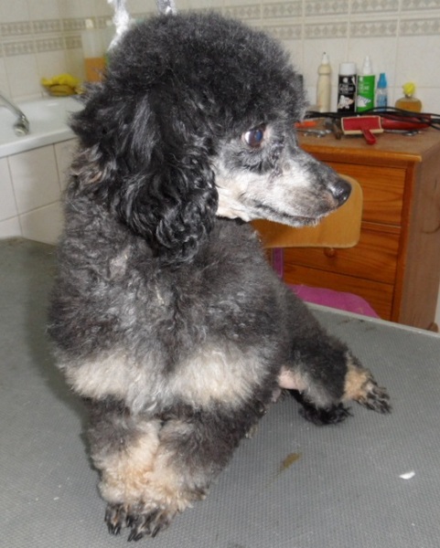 kennel van zon
