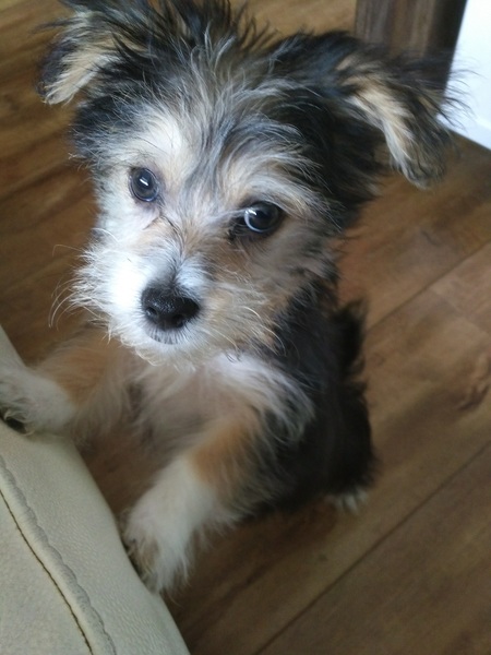 Familie hondje terugvinden