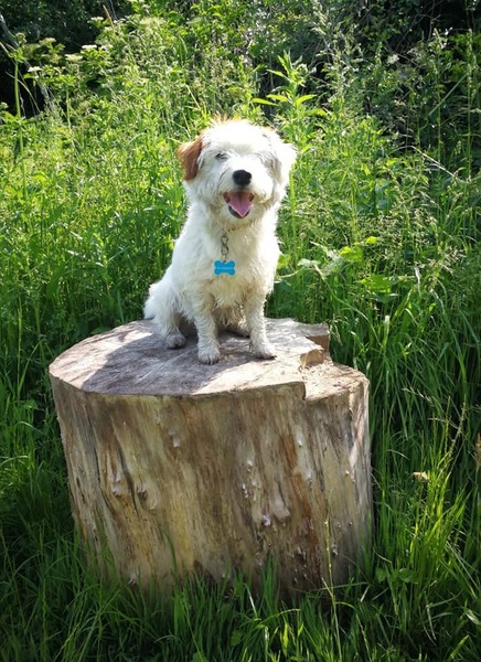 Jack Russell Terrier