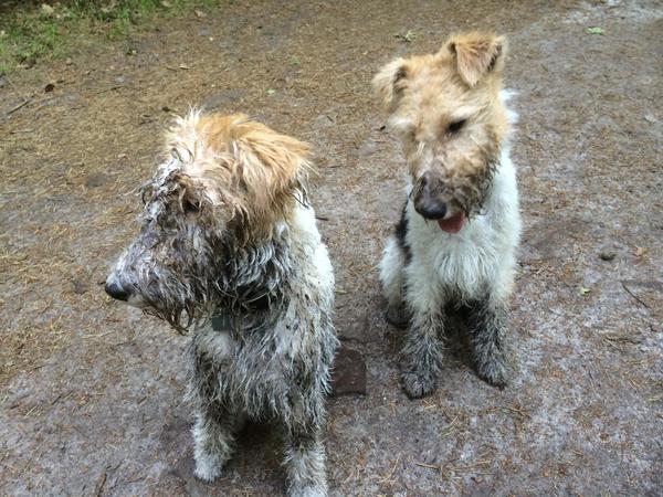 Foxterrier, draadhaar