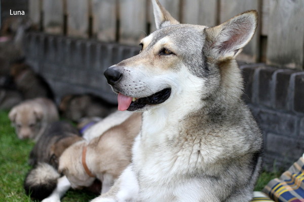Lobo de la Luna Llena