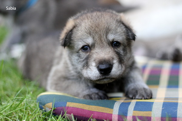 Lobo de la Luna Llena