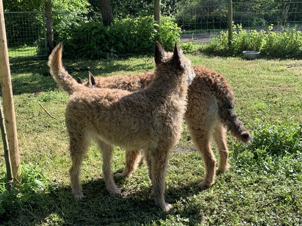 Van ‘t Huis te Velde