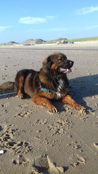 Cao Serra Da Estrela