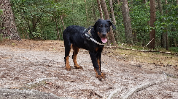 Beauceron