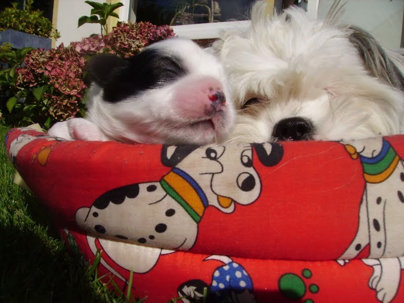 voorzichtig uit het mandje