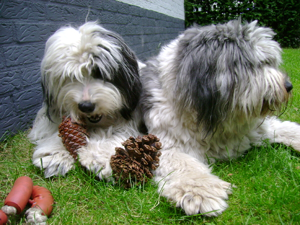 Polski Owczarek Nizinny
