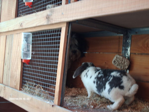Turbo had zich verstopt in het hok van Sammy