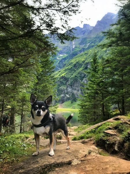 Wandelen in Oostenrijk 
