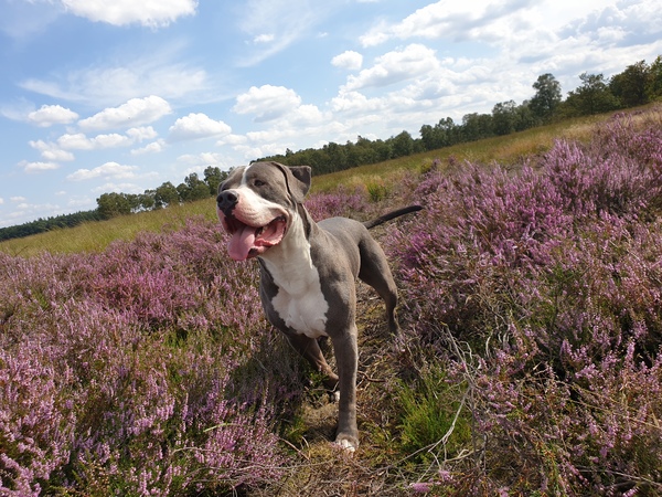 Vakantie op de Heide