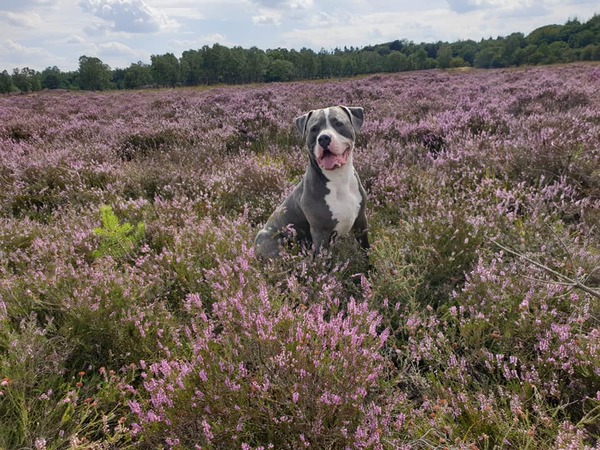 Vakantie op de Heide