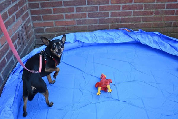 Balou heeft niets met mooi weer, dan haalt het vrouwtje het gehate badje weer tevoorschijn.