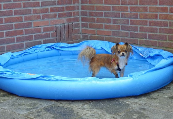 Lotus in het zwembadje.