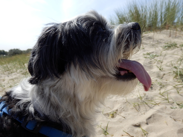Spaiky aan het strand