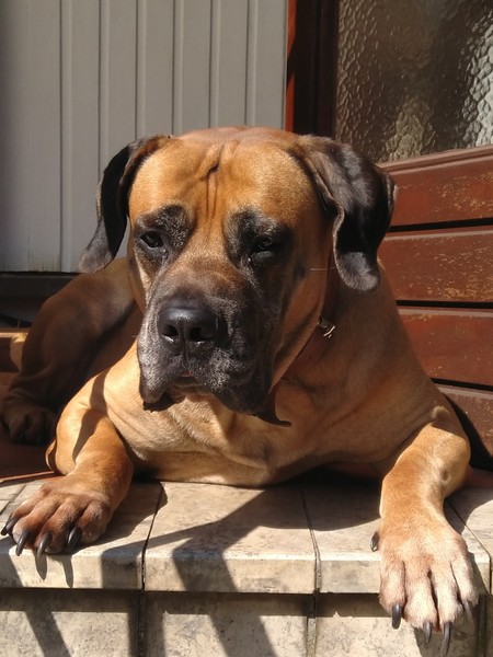 Boerboel