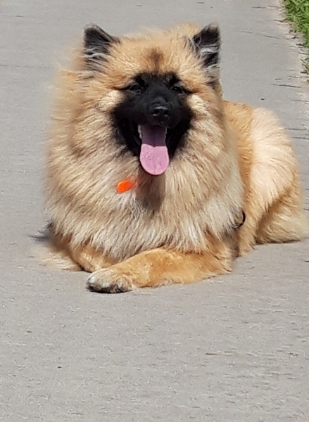Eurasier