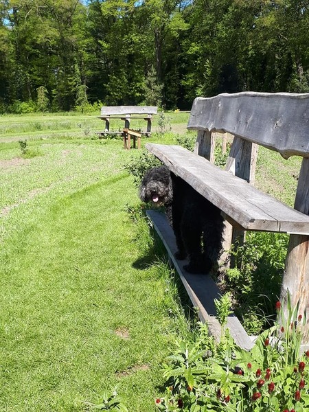 Bezoekje aan de A. Vogel tuinen