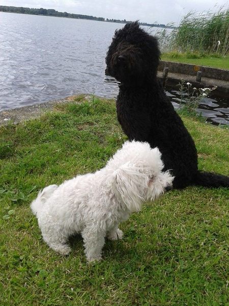 De eerste zomer van Black, nog samen met Freggle.