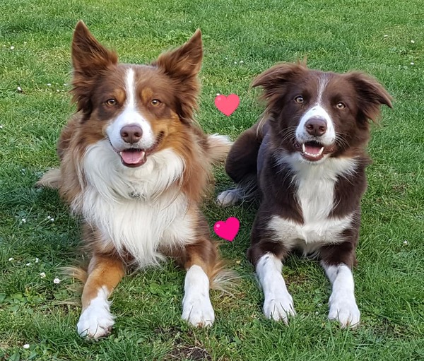 Fearless Flying Border Collies
