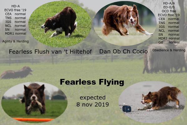 Fearless Flying Border Collies
