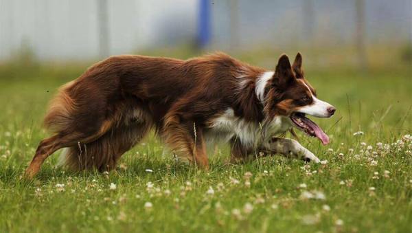 Fearless Flying Border Collies