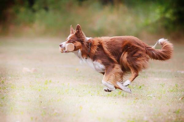 Fearless Flying Border Collies
