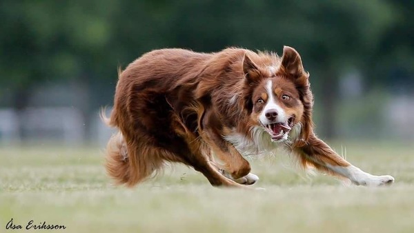 Fearless Flying Border Collies