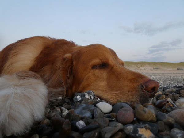 De kust is veilig...