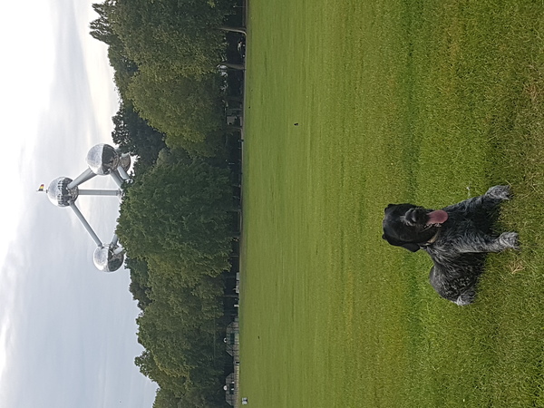Skip met op de achtergrond het Atonium in Brussel 