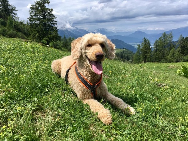 Vakantie in Oostenrijk