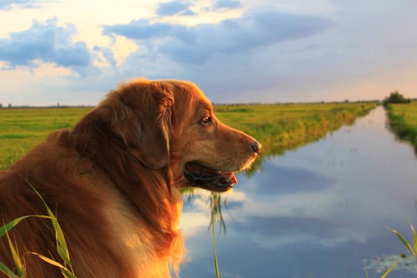 Op luchtballonnenjacht