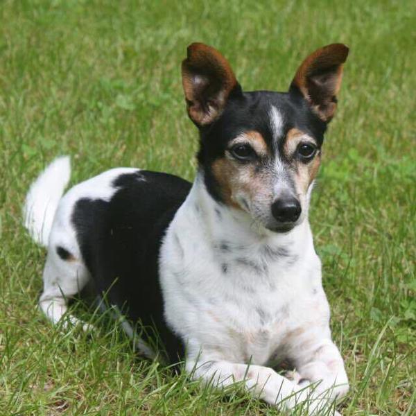 Jack Russell Terrier